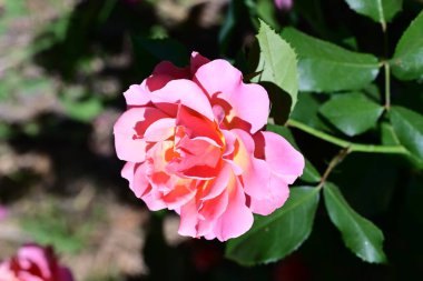 Yaz bahçesinde yetişen güzel pembe gül.