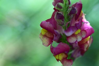 Yaz bahçesinde açan güzel çiçekler, yakın plan.                     