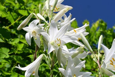 Bahçedeki beyaz zambak çiçekleri. Kapat - kapat. 