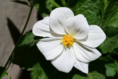 Güzel çiçeklere yakın, yaz konsepti. 