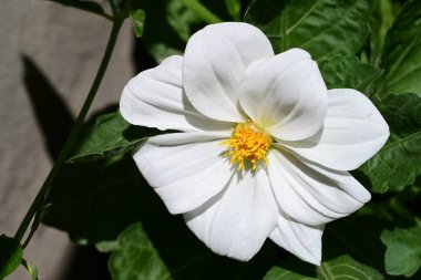 Güzel çiçeklere yakın, yaz konsepti. 