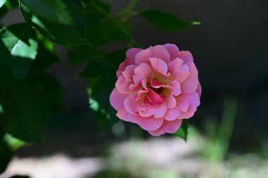 Taze gül çalılarının ince zerafeti