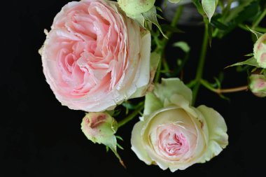 Güzel bir buket pembe gül siyah arkaplanda