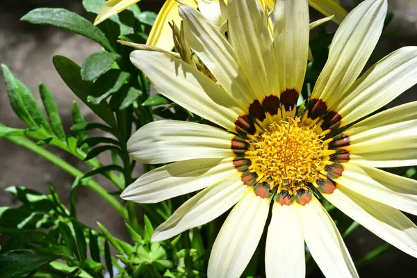 Yaz bahçesinde açan güzel çiçekler, yakın plan.                     