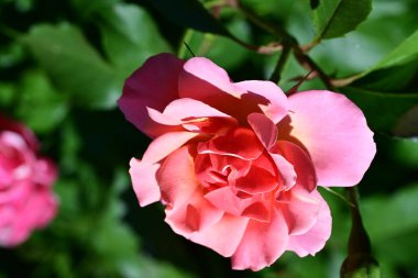 Yaz bahçesinde yetişen güzel pembe gül.