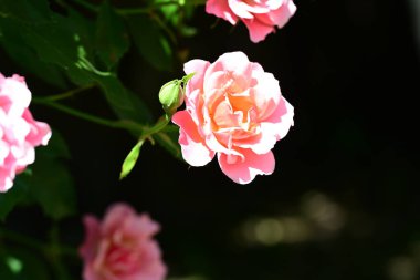 Taze gül çalılarının ince zerafeti