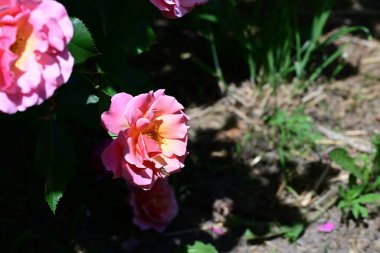 Taze gül çalılarının ince zerafeti