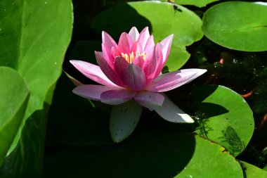 Gölette büyüyen nilüfer çiçeği