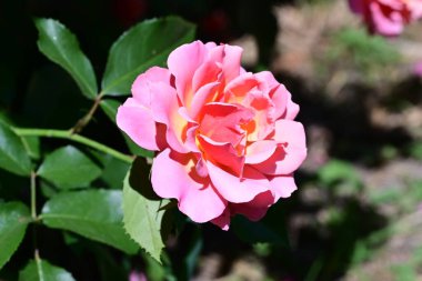 Çiçek açan bahçenin detaylı dokusu