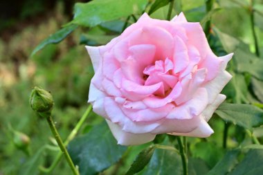 Çiçek açan bahçenin detaylı dokusu