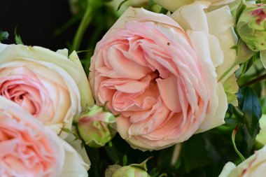 Güzel bir buket pembe gül siyah arkaplanda