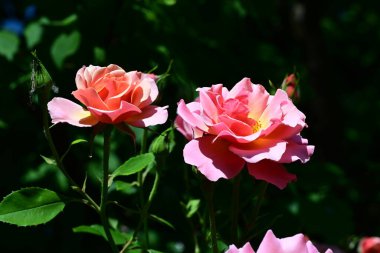 Yaz bahçesinde açan güzel pembe güller.