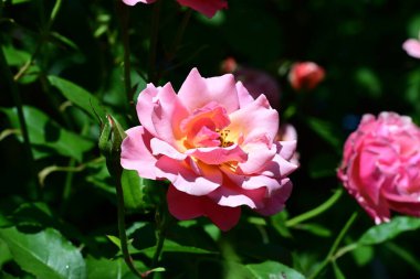 Pastel tonlu dingin gül çalısı