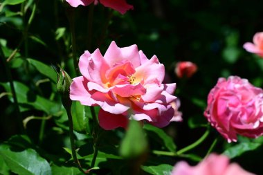 Pastel tonlu dingin gül çalısı