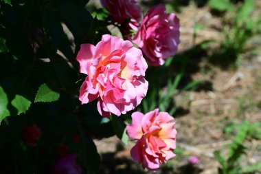 Pastel tonlu dingin gül çalısı
