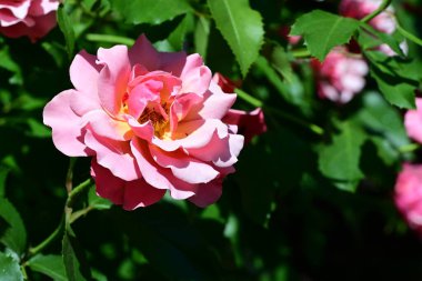 Pastel tonlu dingin gül çalısı