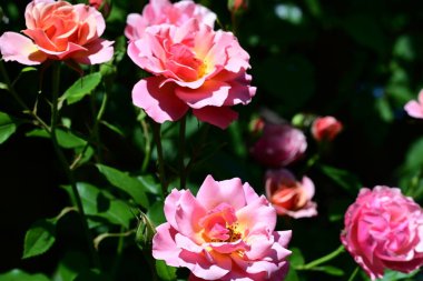 Kadife gül yapraklarının botanik görüntüsü