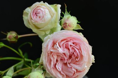 Kadife gül yapraklarının botanik görüntüsü