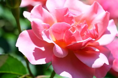 Çiçekli gül çalılarının yumuşak renkleri