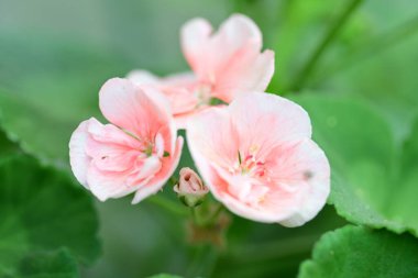 Yaz bahçesinde açan güzel çiçekler, yakın plan.                     