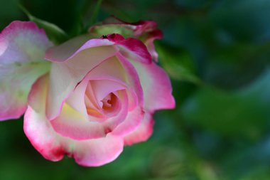 Çiçekli gül çalılarının yumuşak renkleri