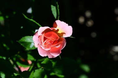 Romantik gül yapraklarının yakın görüntüsü