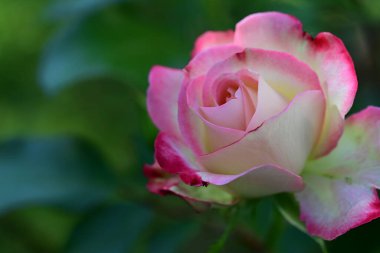 Romantik gül yapraklarının yakın görüntüsü