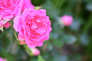 Romantik gül yapraklarının yakın görüntüsü