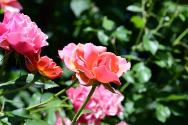 Pürüzsüz çiçekleri olan taze gül çalısı.