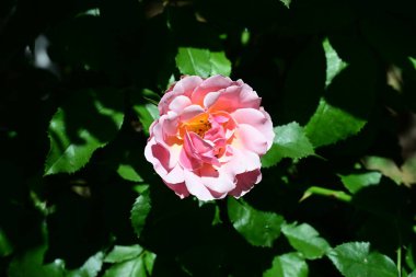 Pürüzsüz çiçekleri olan taze gül çalısı.