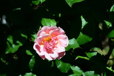 Çiçek açan gül yapraklarının üzerinde yumuşak bir parıltı