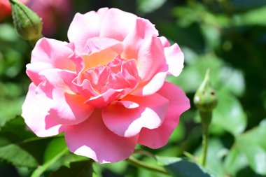 Çiçek açan gül yapraklarının üzerinde yumuşak bir parıltı