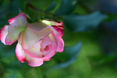 Bahçedeki çiçek tarhında doğa manzarası 
