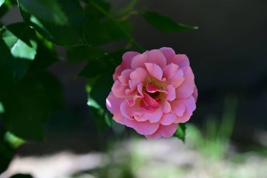 Çiçek açan gül yapraklarının üzerinde yumuşak bir parıltı