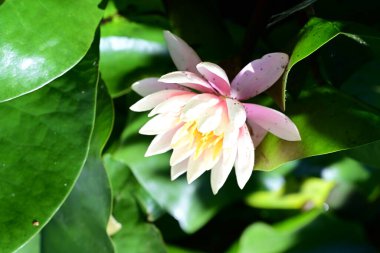 Gölette büyüyen nilüfer çiçeği