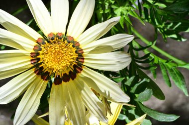 Bahçede güzel sarı çiçekler, çiçek konsepti...