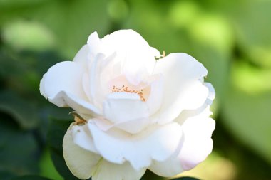 Bahçedeki çiçek tarhında doğa manzarası 