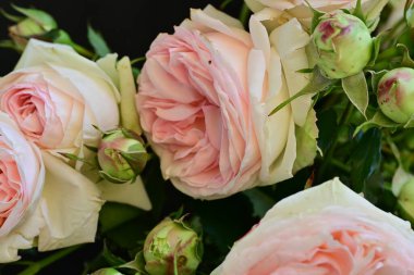 Güzel bir buket pembe gül siyah arkaplanda