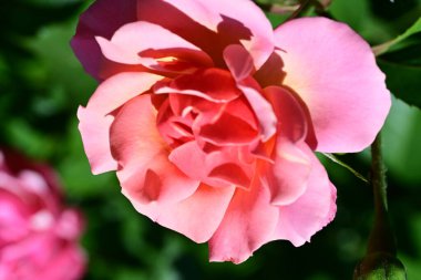 Yaz bahçesinde yetişen güzel pembe gül.