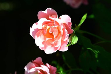 Yumuşak gül çiçeklerinin arınmış dokusu