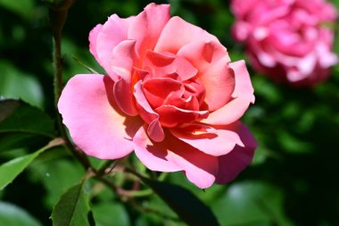 Yumuşak gül çiçeklerinin arınmış dokusu