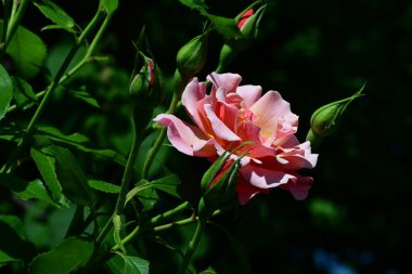 Yumuşak gül çiçeklerinin arınmış dokusu