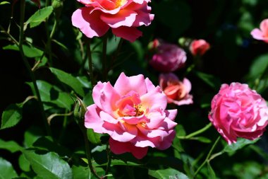 Zarif çalılıklarda çiğ gül yaprakları