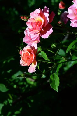 Zarif çalılıklarda çiğ gül yaprakları