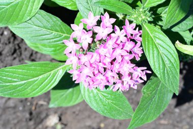 Yaz bahçesinde açan güzel çiçekler, yakın plan.                     