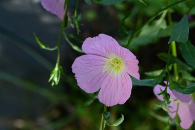 Yaz bahçesinde açan güzel çiçekler, yakın plan.                     