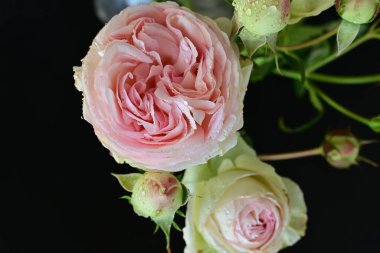 Zarif çalılıklarda çiğ gül yaprakları