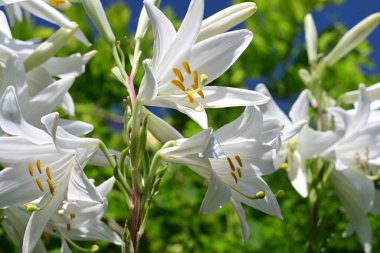 Bahçedeki beyaz zambak çiçekleri. Kapat - kapat. 