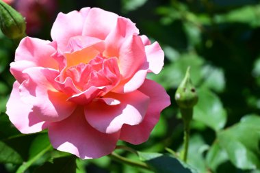 Zarif çalılıklarda çiğ gül yaprakları