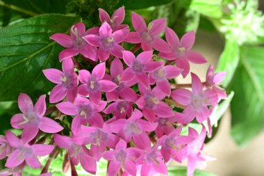 Yaz bahçesinde açan güzel çiçekler, yakın plan.                     